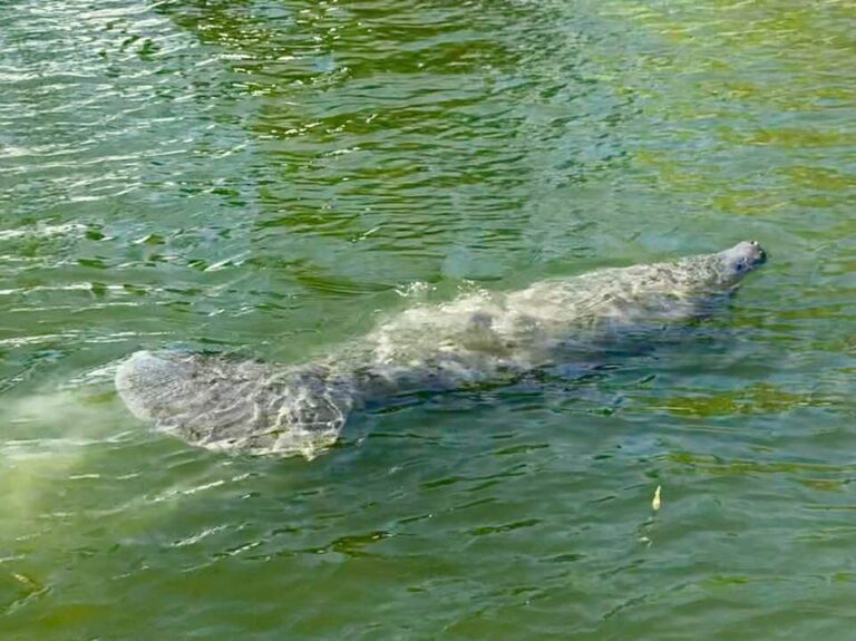 manatee swimming during a dolphin tour with luck o' the irish fishing charters