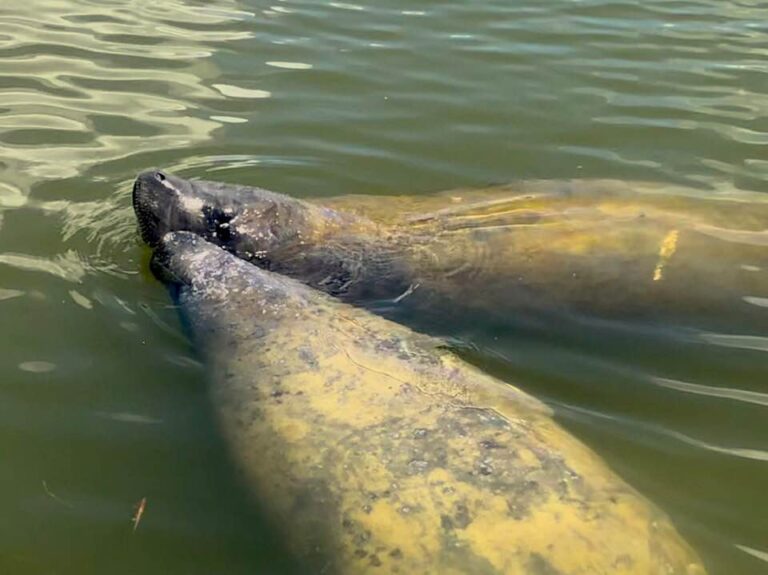 manatee playing during a dolphin tour with luck o' the irish fishing charters
