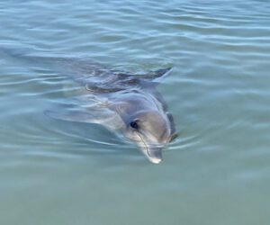 fort myers beach, wildlife cruise, boat, tours, watching, mexico, adults, manatees, ages, private