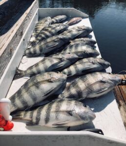 sanibel island, captiva island, goliath grouper, fishing, cayo costa, memorable experience, boat, florida, shore, punta rassa, redfish.