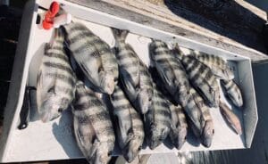 fort myers beach, sea trout, fort myers fishing adventures, saltwater fishing dream, fishing trips, southwest florida, fort myers