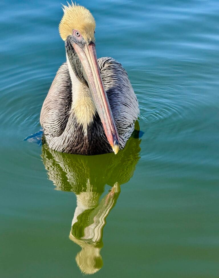 a hungry pelican