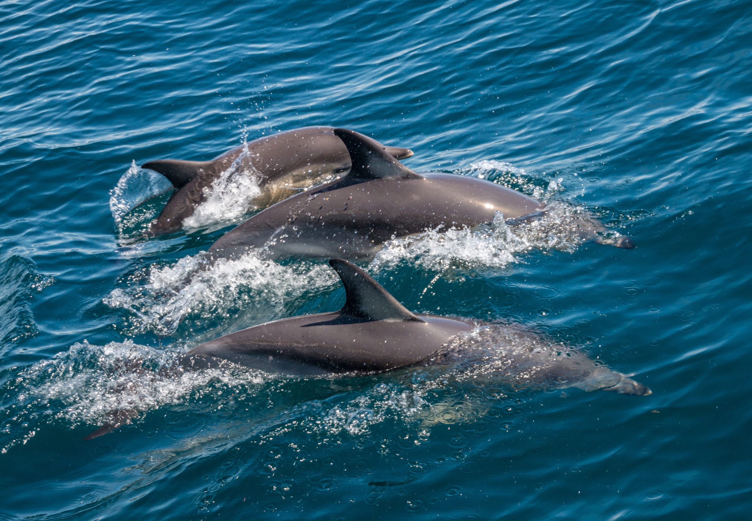 Family of three dolphins swimming together
