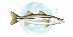 a sketching of a snook