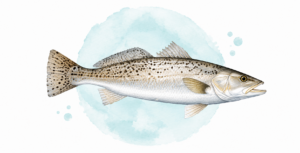 a sketching of a spotted sea trout