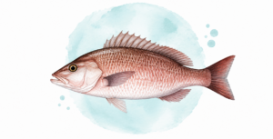 a sketching of a red mangrove snapper