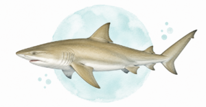 a sketching of a black tip shark