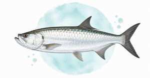 a sketching of a tarpon